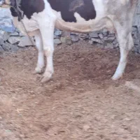 گاوبا گوساله نر