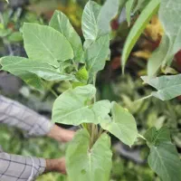 گل طبیعی آپارتمانی بابا آدم ۳ الی ۴ بوته فقط