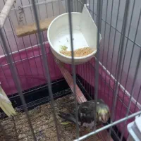 عروس هلندی و مرغ عشق|پرنده|مشهد, ایثار|دیوار