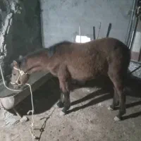 اسب چهار ماهه ماده|اسب و تجهیزات اسبسواری|مشهد, خاتم الانبیا|دیوار