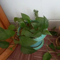 گل و گیاه