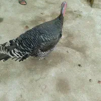 فروش بوقلمون وتخم بوقلمون|حیوانات مزرعه|رشت, پیرکلاچای|دیوار