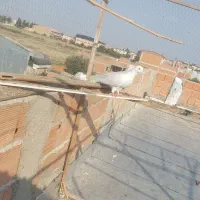 کبوتر پرشی