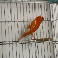 قناری نر مست|پرنده|بندر ماهشهر, |دیوار