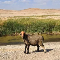 میش اصل ترکی|حیوانات مزرعه|شیراز, حومه شیراز|دیوار