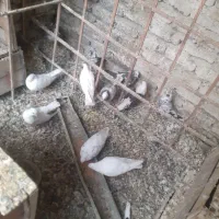 کبوترشهریار