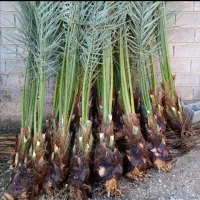 نهالستان مرکبات صاحب الزمان(ع)|خدمات باغبانی و درختکاری|بهبهان, |دیوار