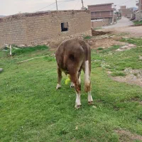 گوساله نر دودندان