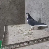 جوانه ساده سیاه ماده