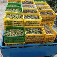 فروش زیتون و روغن زیتون بصورت کلی و جزعی|خوردنی و آشامیدنی|رودبار, |دیوار