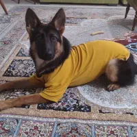 واگذاری ژرمن ۱۸ماهه|سگ|بندرعباس, |دیوار