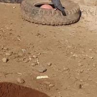 ۱۰۰۰۰|پرنده|نصر آباد, |دیوار