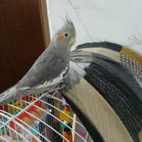 عروس هلندی
