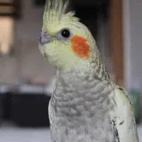 عروس هلندی ماده