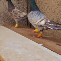 دو جفت نرماده عطیقه