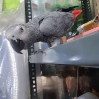 پرنده کاسکو