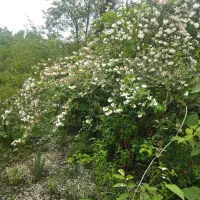 زمین مناسب ساخت ویلا و سوئیت مشارکتی.زیباکنار|مشارکت در ساخت املاک|رشت, شهرک قدس|دیوار