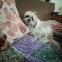 سگ وارداتی شیتزو تریر اصل