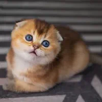 بریتیش اسکاتیش