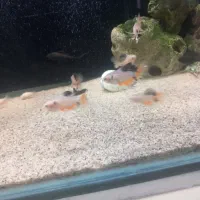 تترا جواهری باله بلند|ماهی|اردبیل, |دیوار