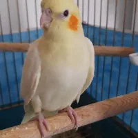 عروس هلندی|پرنده|محمدشهر, شهرک چمران|دیوار