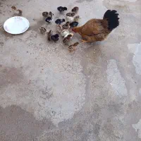 دزفول چغامیش