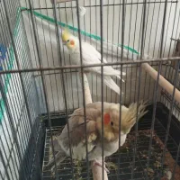 عروس پاریس