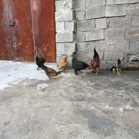 مرغ و خروس دیلگونی درجه یک به شرط.