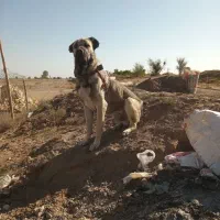 سگ پژدر اصیل