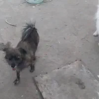 واگذاری انواع پاکوتاه|سگ|یزد, |دیوار