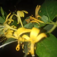 خدمات  باغبانی بصورت حرفه‌ای با35سال از0تا100|خدمات باغبانی و درختکاری|شیراز, قدوسی غربی|دیوار