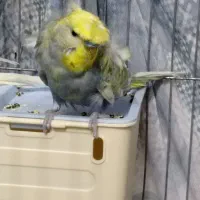 مرغ عشق پروانه