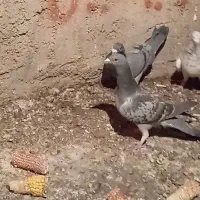 پلاکی جفتی کوهی و ابلغ|پرنده|شیراز, شهرک صنعتی شیراز|دیوار