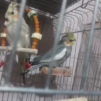 فروشی|بدلیجات|مشگین شهر, |دیوار