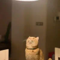 گربه بیریتیش گارفیلدی