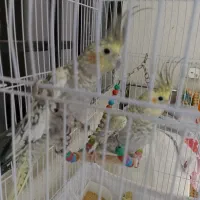 عروس هلندی