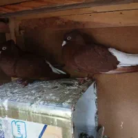 جفت قرمزدم سفید