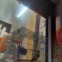 قناری زمینی|پرنده|فردیس, ثابتی|دیوار