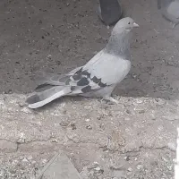 مفلق|پرنده|بابا حیدر, |دیوار