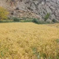 برنج دمسیاه چشمه ساران با آب چشمه