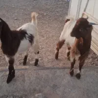 کهره نر و ماده|حیوانات مزرعه|جنت, |دیوار