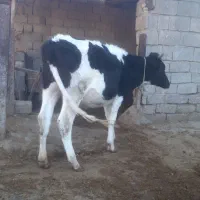 گاو گوساله آبستن