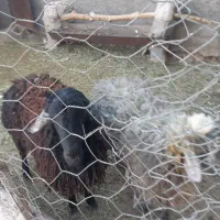 فروش بره نر