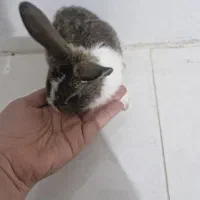خرگوش