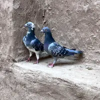 کبوتر پلاکی
