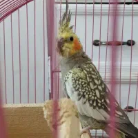 عروس هلندی ماده