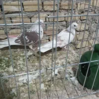 کبوترکشکلک وسروک پرشی و(محل بازدیدبلواراستقلال)|پرنده|اشکذر, |دیوار