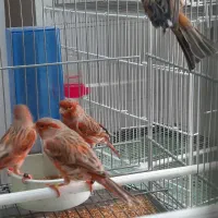 بنام خدا فروش چند عدد قناری سوخته اکات موزائیکی|پرنده|اصفهان, مولوی|دیوار