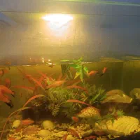 تعدادی ماهی دم شمشیری سواردتل و کت فیش با اکواریوم|ماهی|تهران, مهران|دیوار