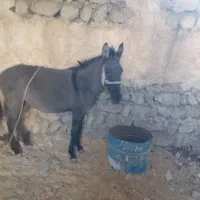 قاطر ۸ماهه ماچه جوان|حیوانات مزرعه|گچی, |دیوار